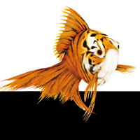 Tigerfisch
